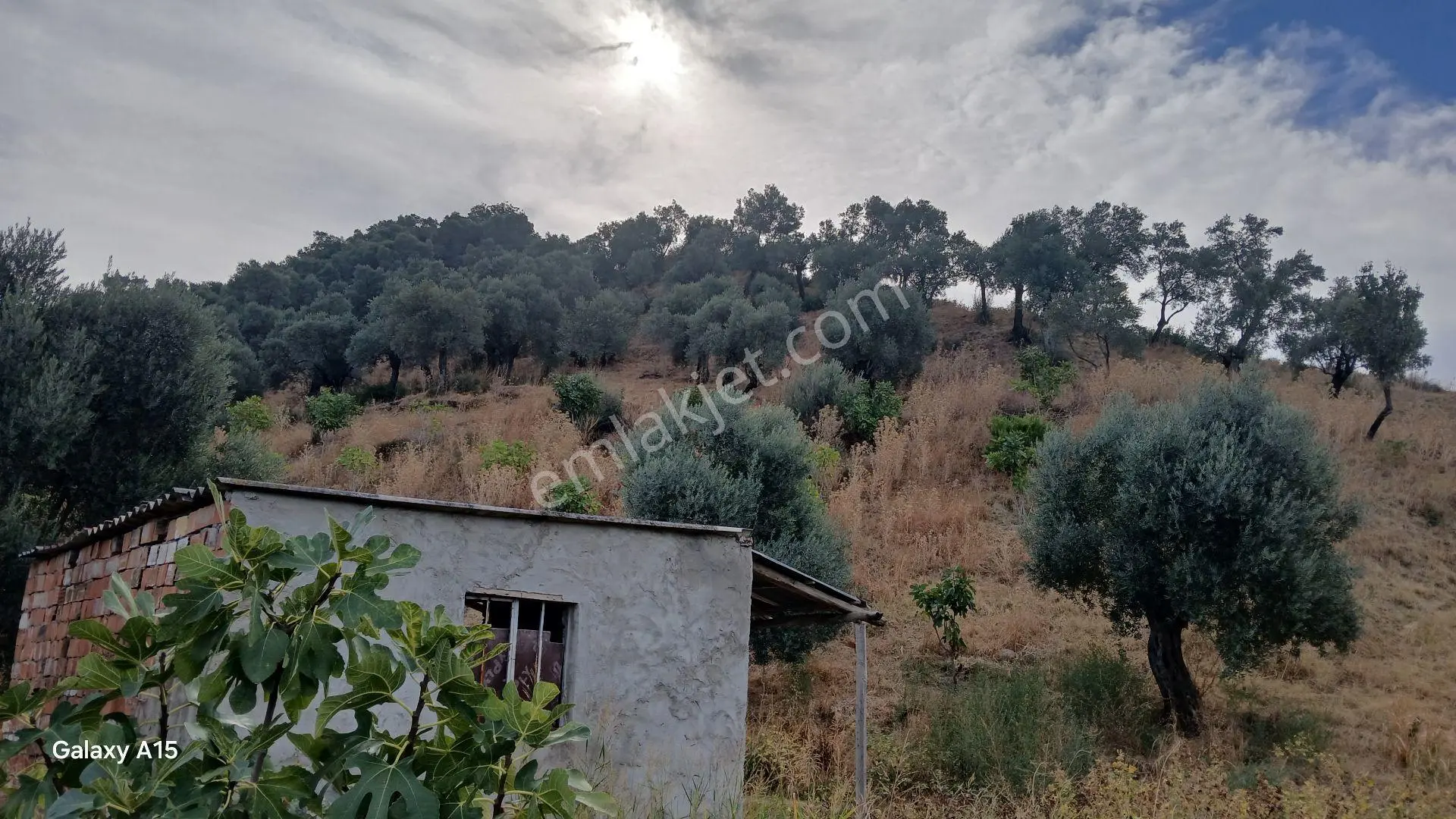 Germmencik Hıdırbeyli'de 6.826 Metre Kare Verimli İncirlik Ve Zeytinlik — fotoğraf 5