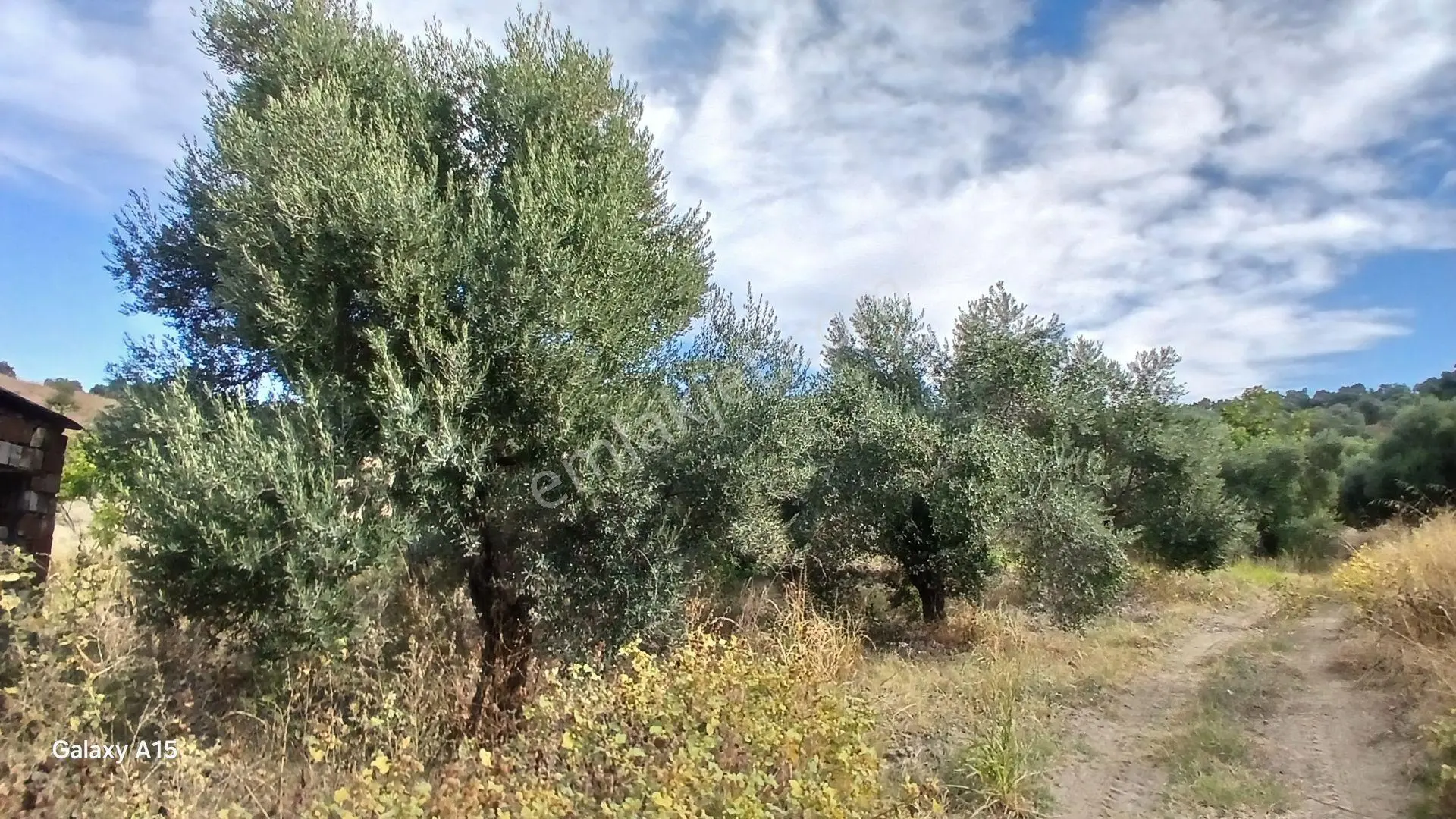 Germmencik Hıdırbeyli'de 6.826 Metre Kare Verimli İncirlik Ve Zeytinlik — fotoğraf 7