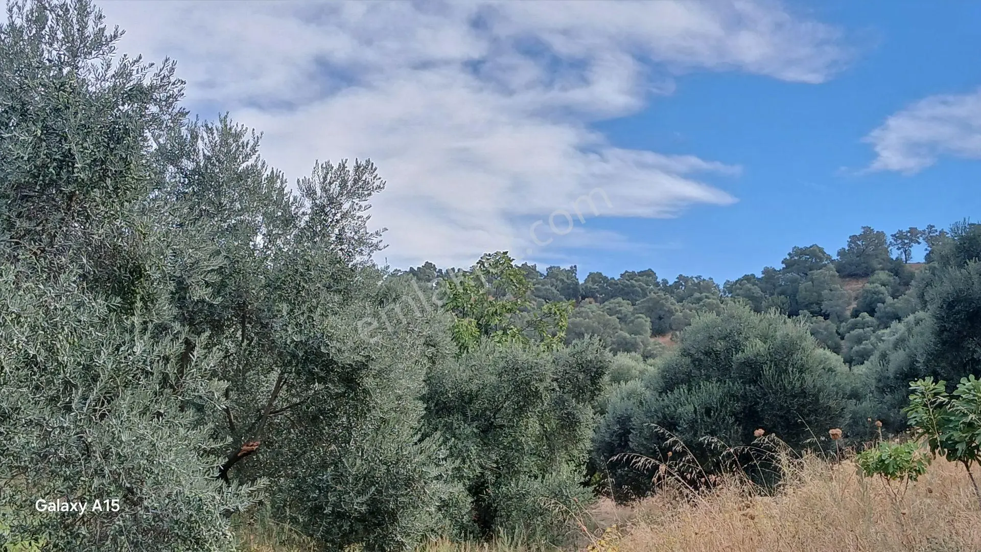 Germmencik Hıdırbeyli'de 6.826 Metre Kare Verimli İncirlik Ve Zeytinlik — fotoğraf 8