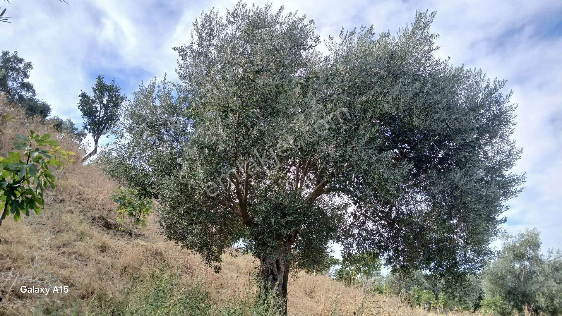 Germmencik Hıdırbeyli'de 6.826 Metre Kare Verimli İncirlik Ve Zeytinlik — fotoğraf 10