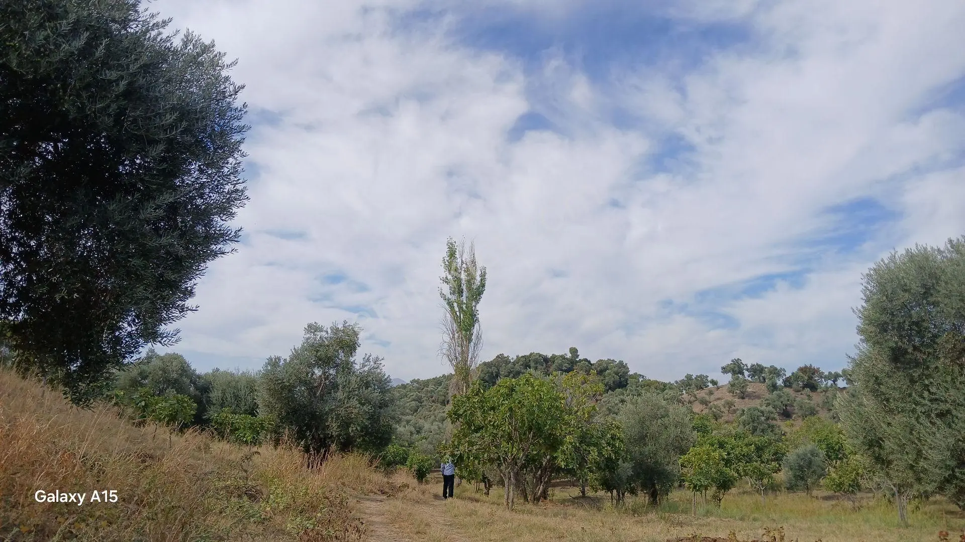 Germmencik Hıdırbeyli'de 6.826 Metre Kare Verimli İncirlik Ve Zeytinlik — fotoğraf 11
