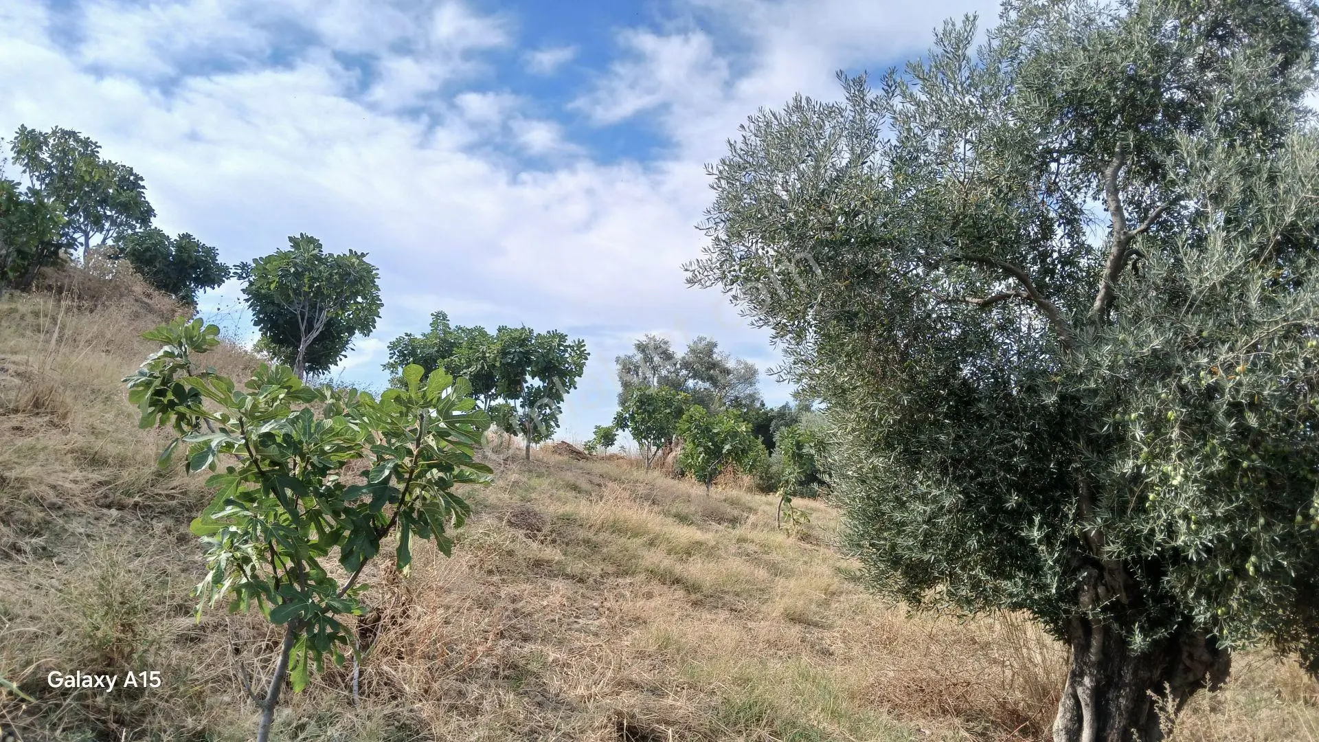 Germmencik Hıdırbeyli'de 6.826 Metre Kare Verimli İncirlik Ve Zeytinlik — fotoğraf 12