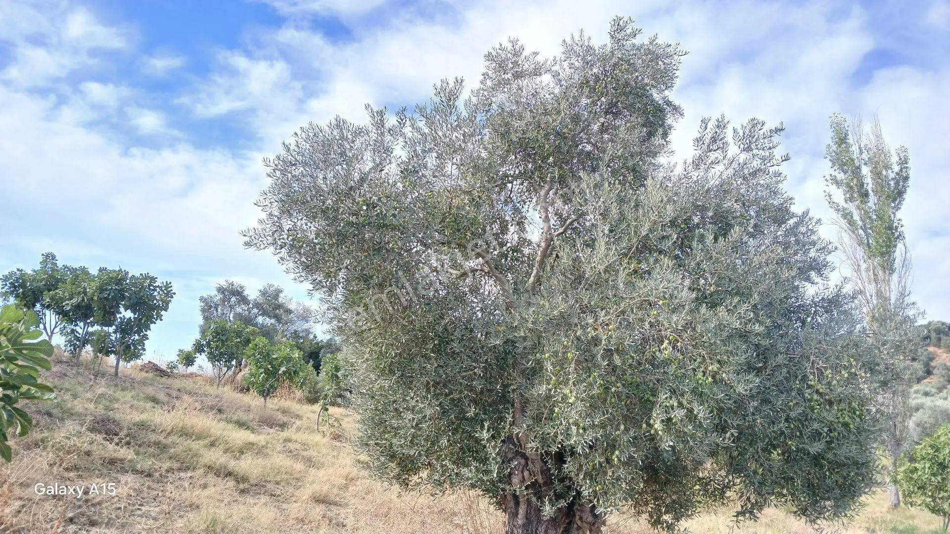 Germmencik Hıdırbeyli'de 6.826 Metre Kare Verimli İncirlik Ve Zeytinlik — fotoğraf 13