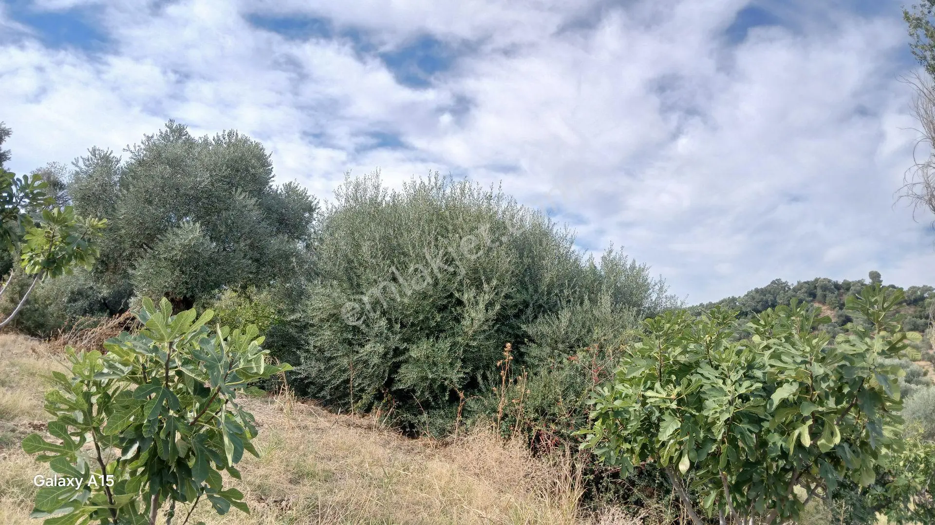 Germmencik Hıdırbeyli'de 6.826 Metre Kare Verimli İncirlik Ve Zeytinlik — fotoğraf 16