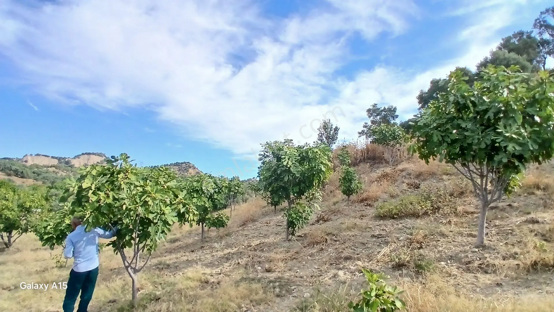 Germmencik Hıdırbeyli'de 6.826 Metre Kare Verimli İncirlik Ve Zeytinlik — fotoğraf 22