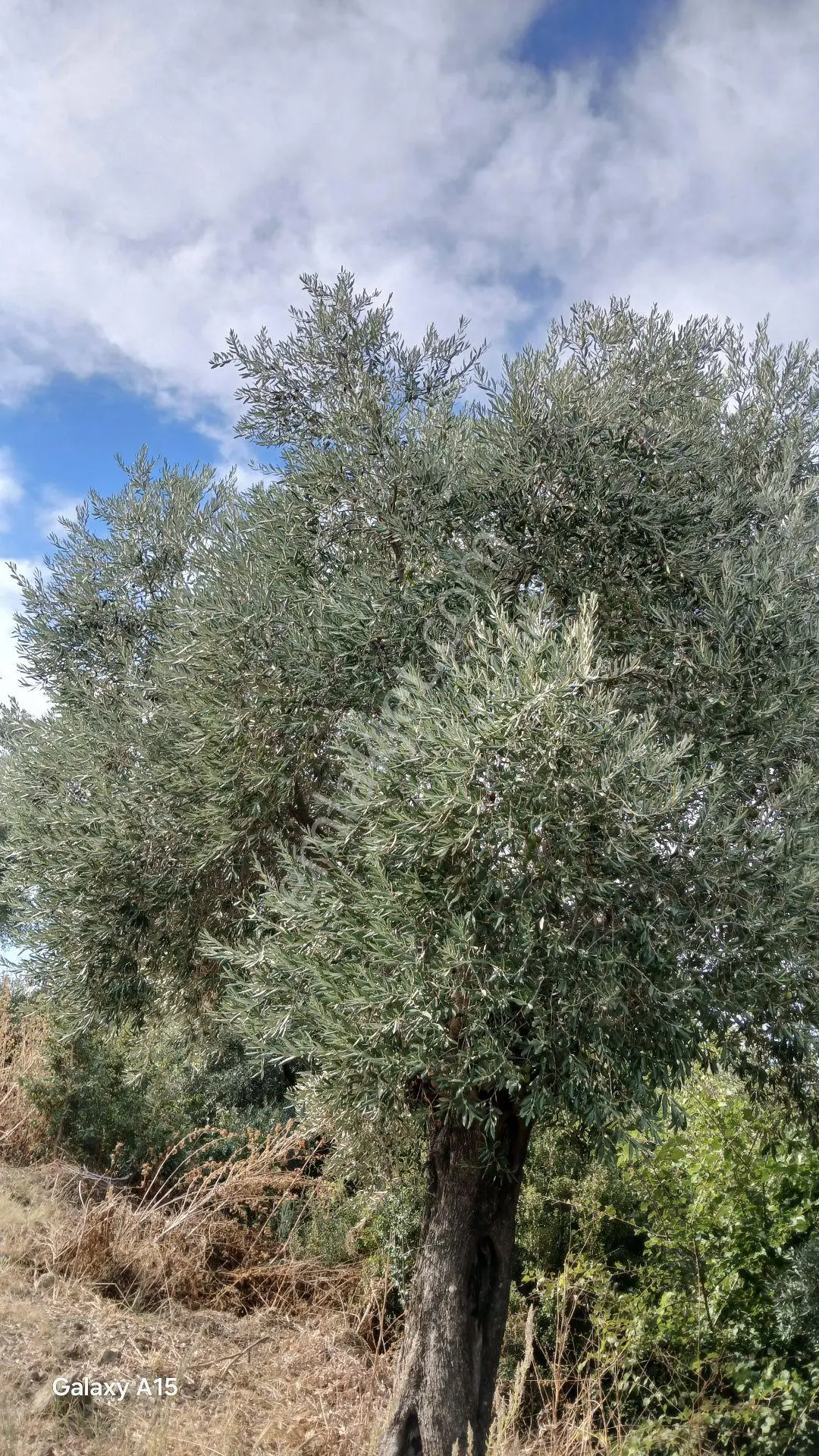Germmencik Hıdırbeyli'de 6.826 Metre Kare Verimli İncirlik Ve Zeytinlik — fotoğraf 23