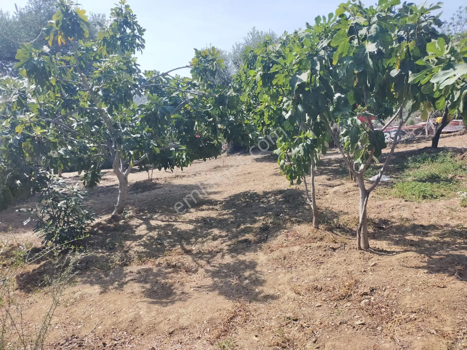 İncir Bahçesi — fotoğraf 7