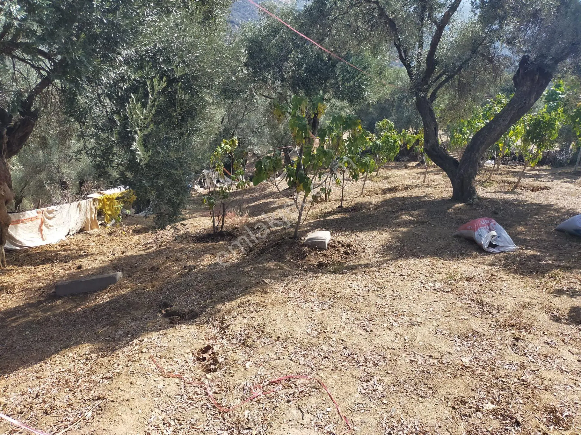 İncir Bahçesi — fotoğraf 14