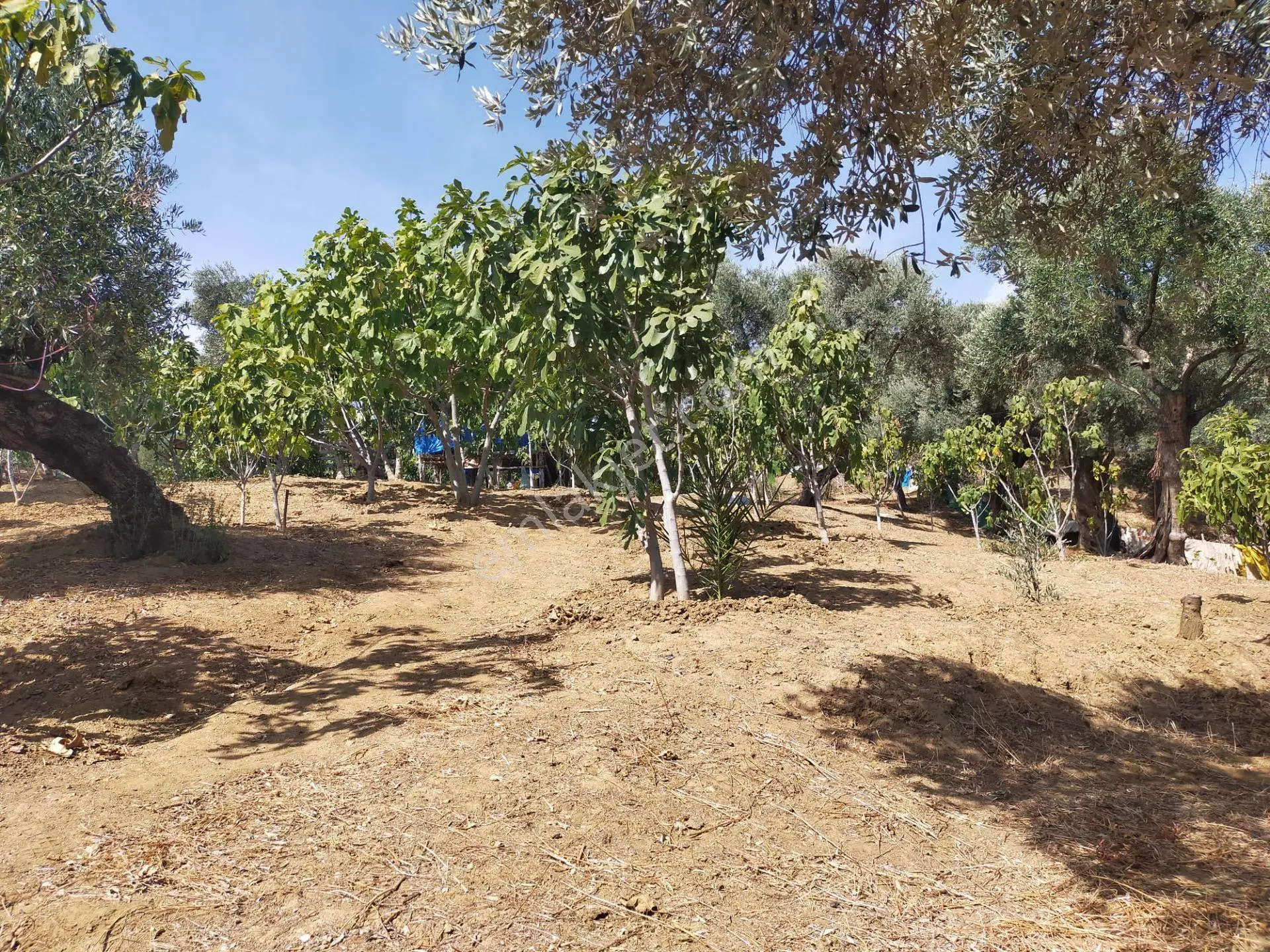 İncir Bahçesi — fotoğraf 16
