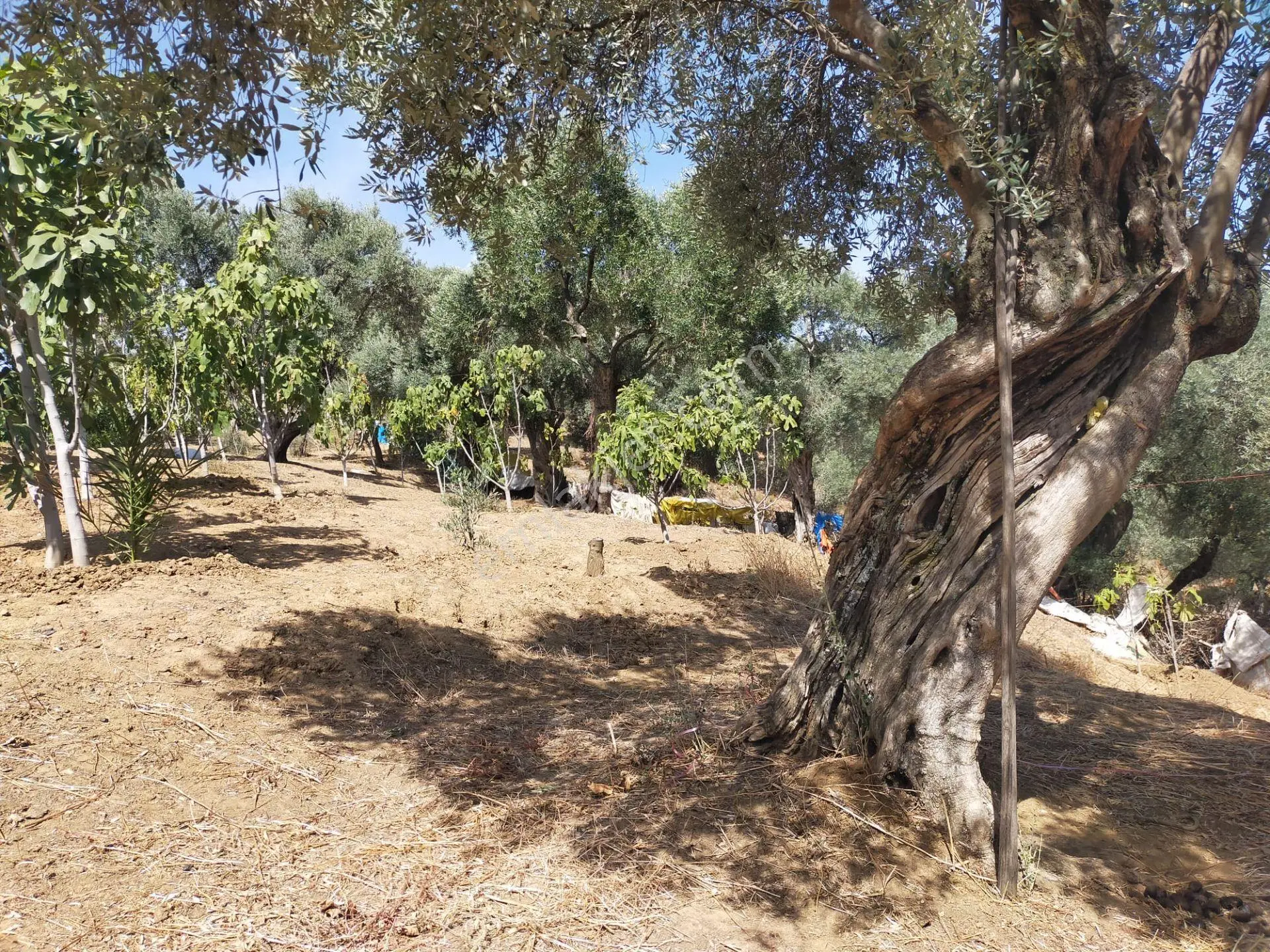 İncir Bahçesi — fotoğraf 18