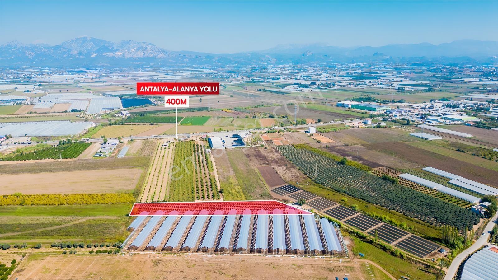 Serikte Tek Tapu Satılık Yetişkin Mandalina Bahçesi Ve Evi — fotoğraf 6