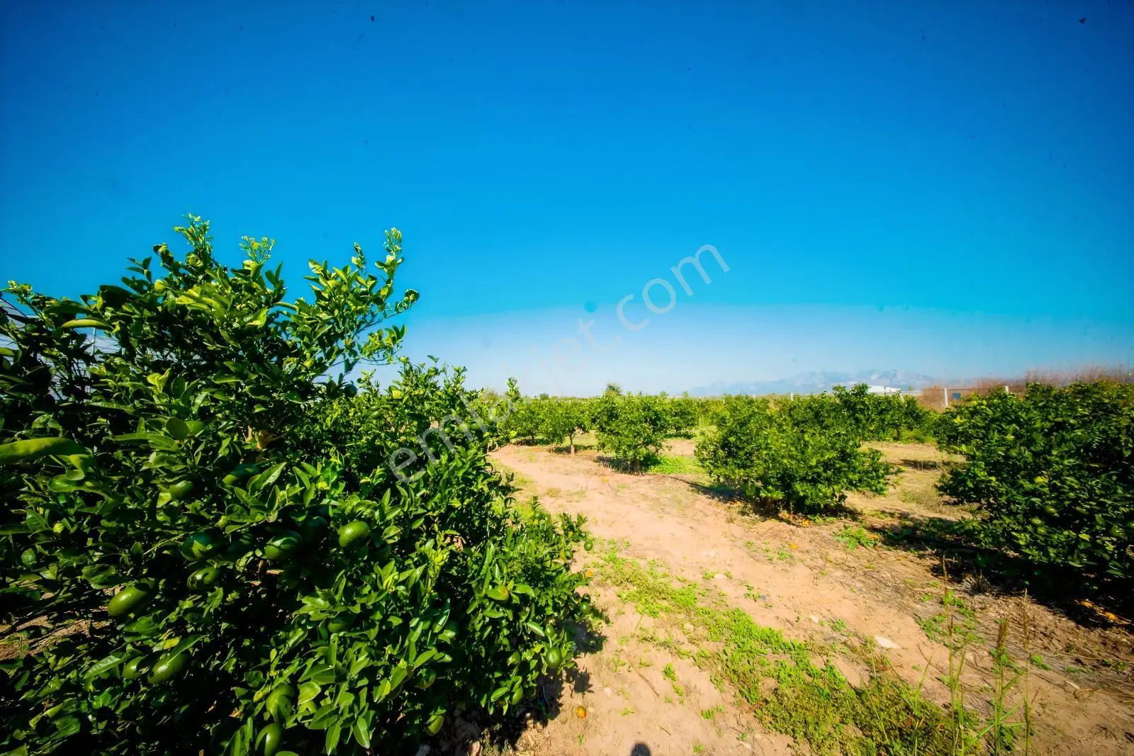 Serikte Tek Tapu Satılık Yetişkin Mandalina Bahçesi Ve Evi — fotoğraf 22