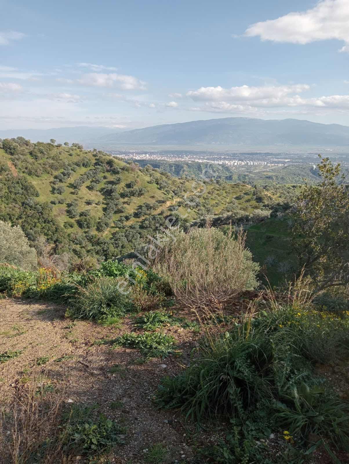 Yaylapınar 2.5 Dönüm İki Tapu Birlikte Satılık Bahçe — fotoğraf 4