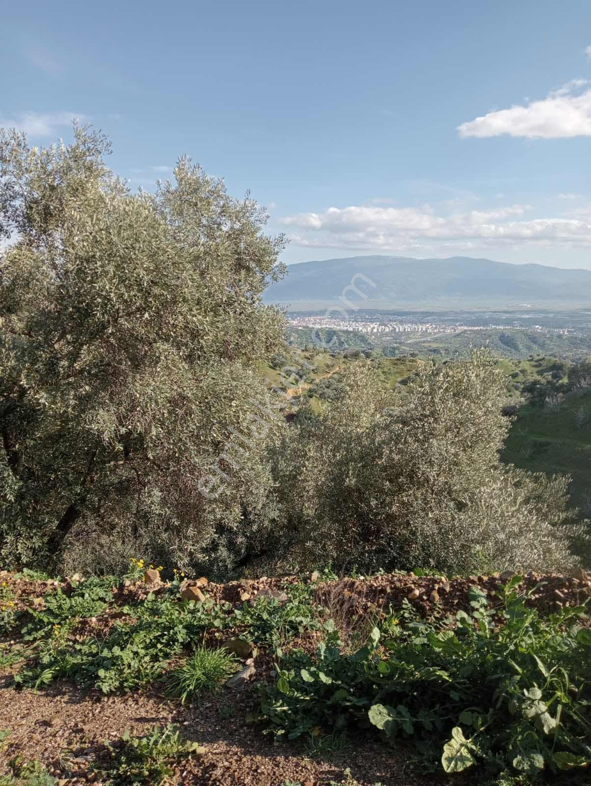 Yaylapınar 2.5 Dönüm İki Tapu Birlikte Satılık Bahçe — fotoğraf 5