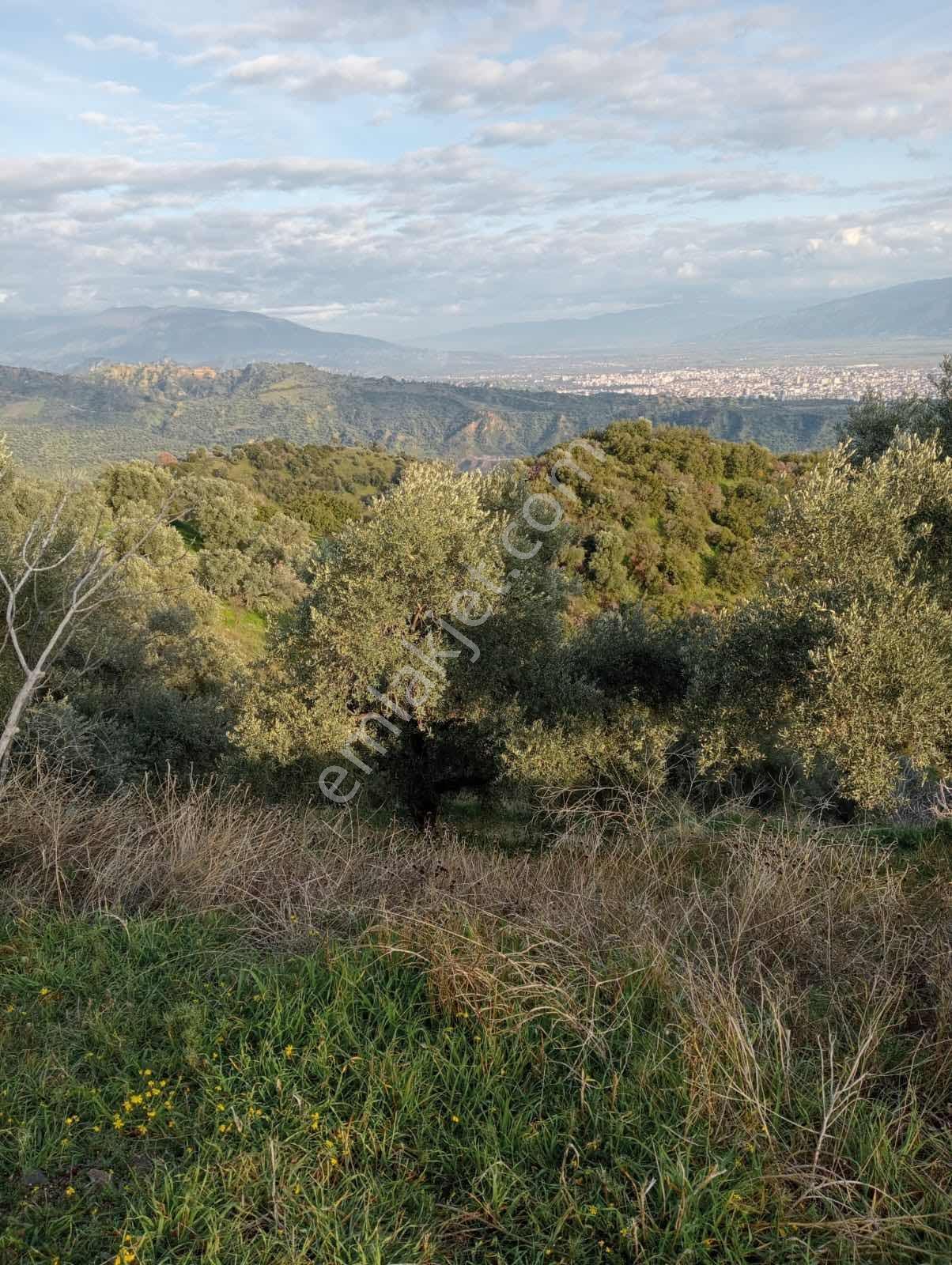 Yaylapınar 2.5 Dönüm İki Tapu Birlikte Satılık Bahçe — fotoğraf 6