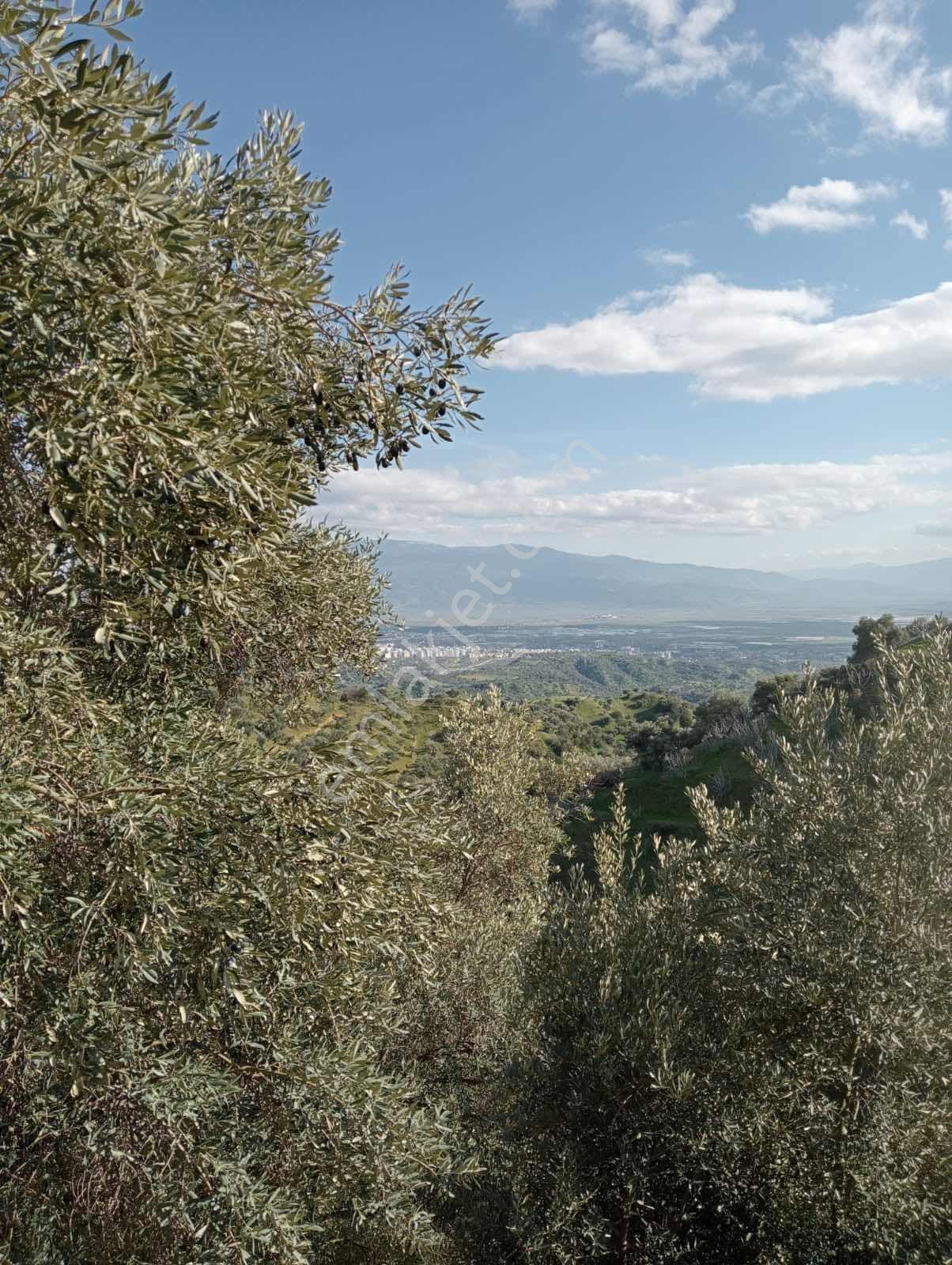 Yaylapınar 2.5 Dönüm İki Tapu Birlikte Satılık Bahçe — fotoğraf 7