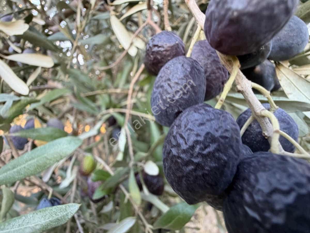 Menemen Haykıran’da Satılık Müstakil Tapulu Zeytinlik — fotoğraf 3
