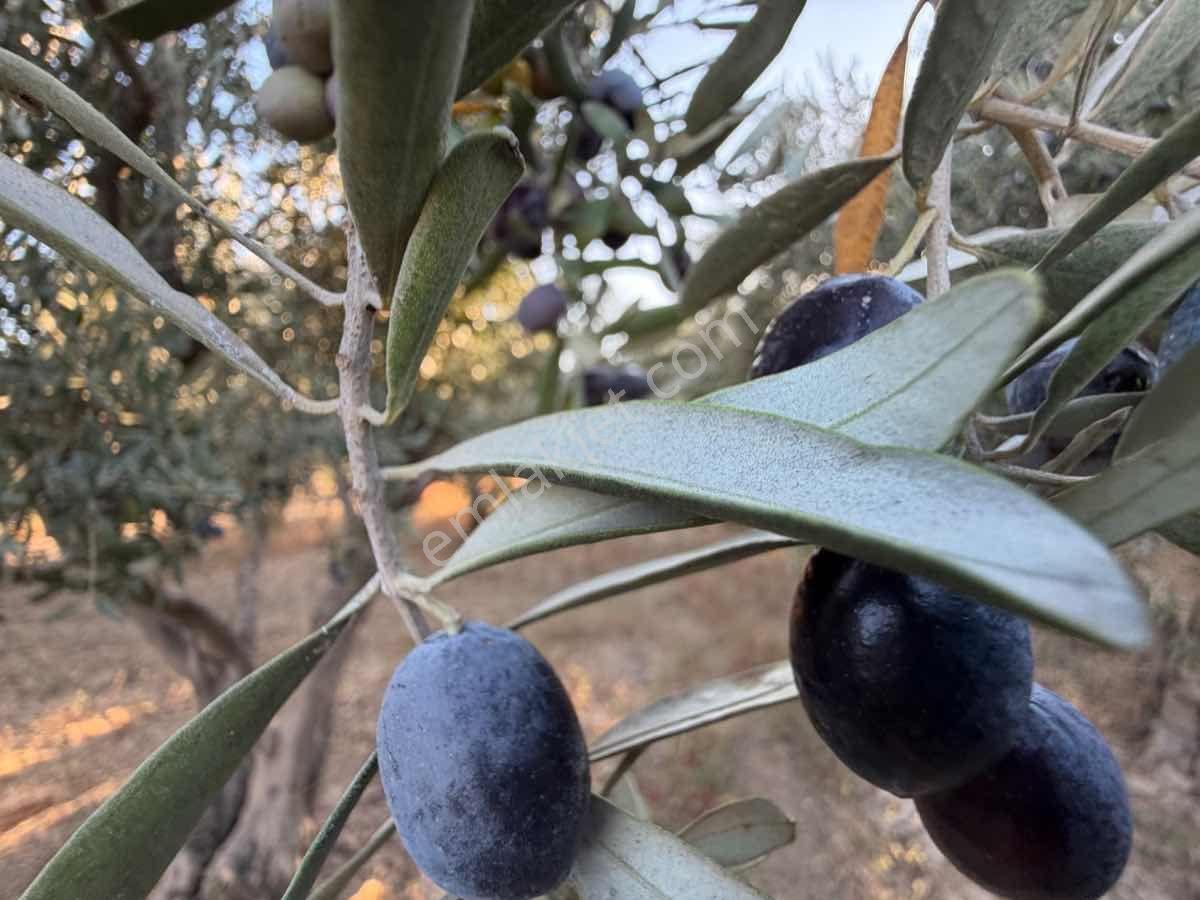 Menemen Haykıran’da Satılık Müstakil Tapulu Zeytinlik — fotoğraf 5