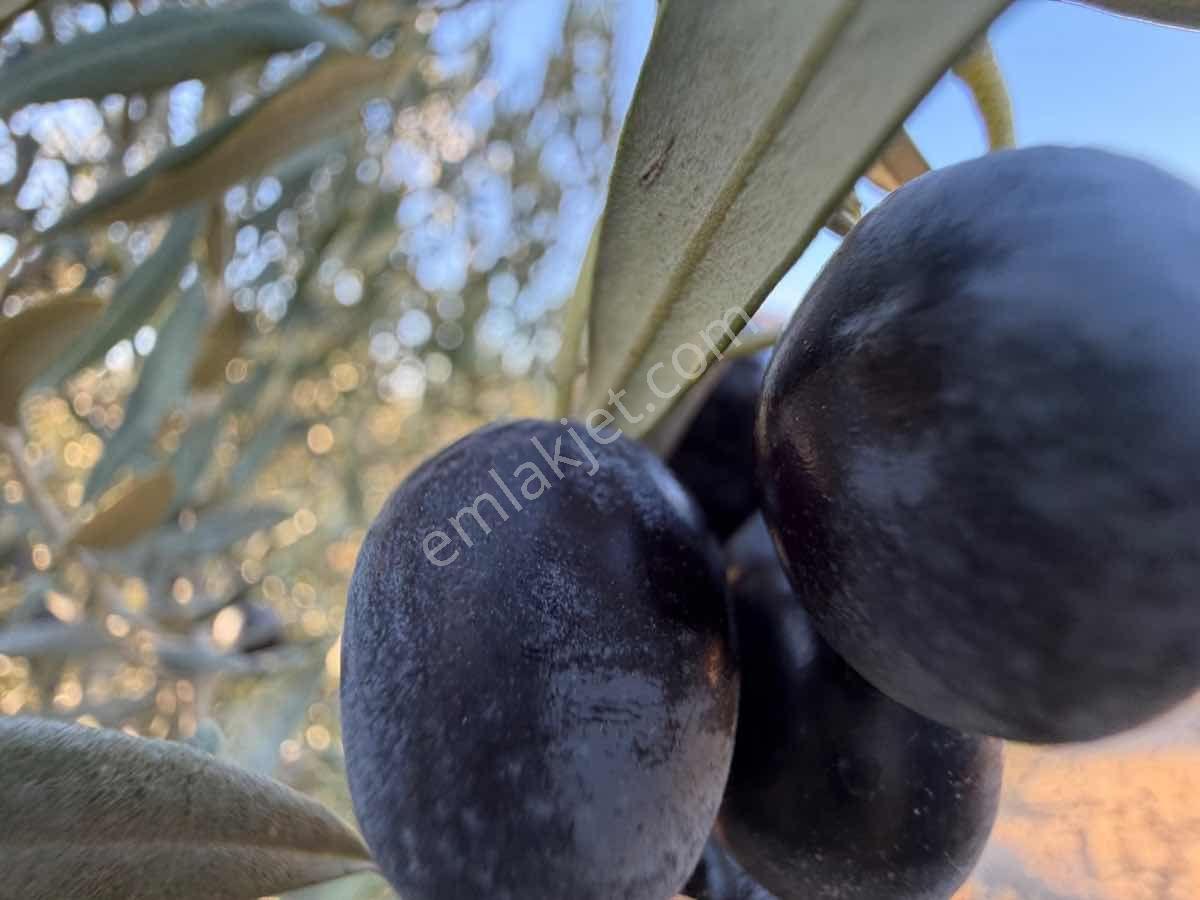 Menemen Haykıran’da Satılık Müstakil Tapulu Zeytinlik — fotoğraf 6