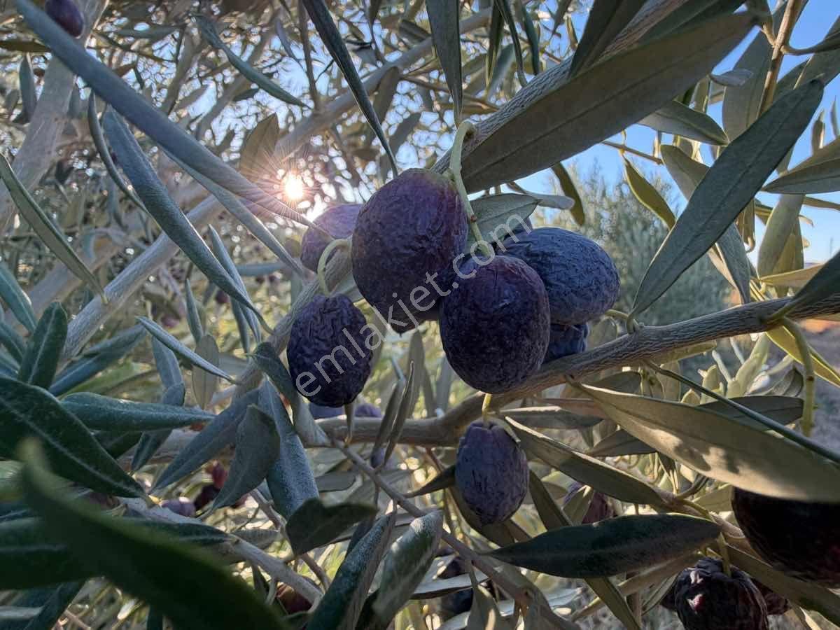 Menemen Haykıran’da Satılık Müstakil Tapulu Zeytinlik — fotoğraf 17