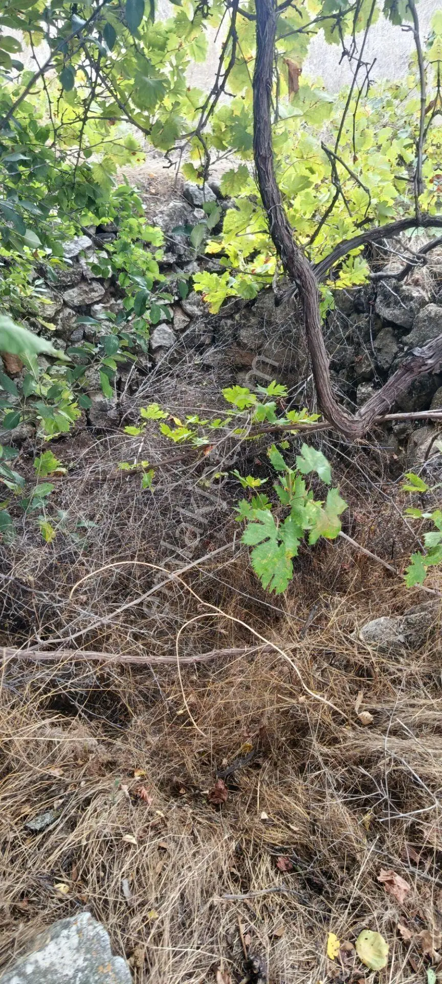 Acıpayam Dedebağı Satılık Tarla — fotoğraf 7