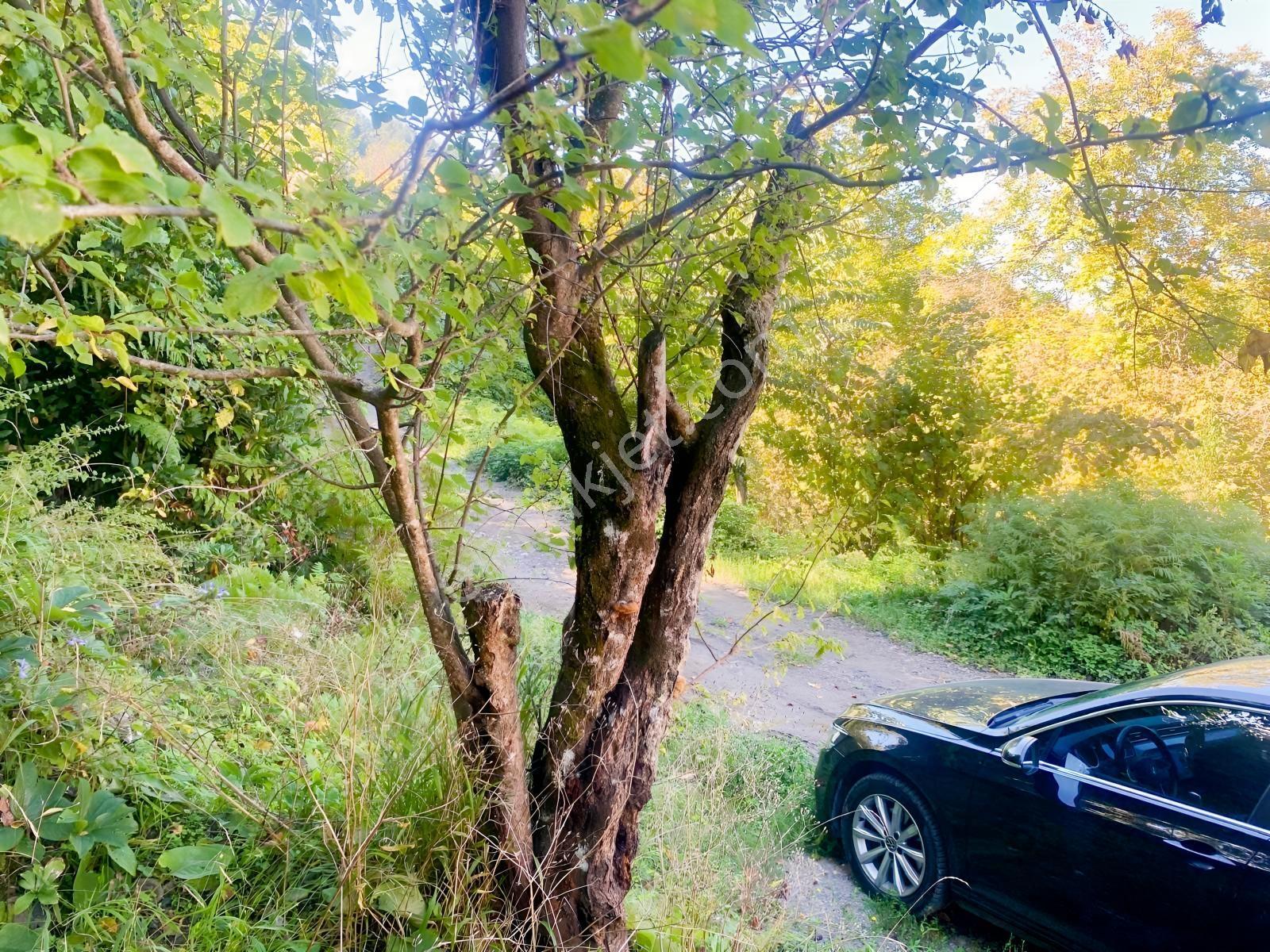 1.781.m2 Bahçe Ve 500.m2 Tarla Müstakil Tapu Bitişik Parsel — fotoğraf 11