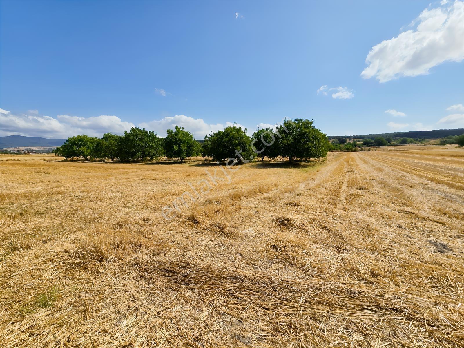 Pınarhisar İslambeyli Mevkinde Yola Cephe Satılık 3.921m2 Tarla — fotoğraf 3