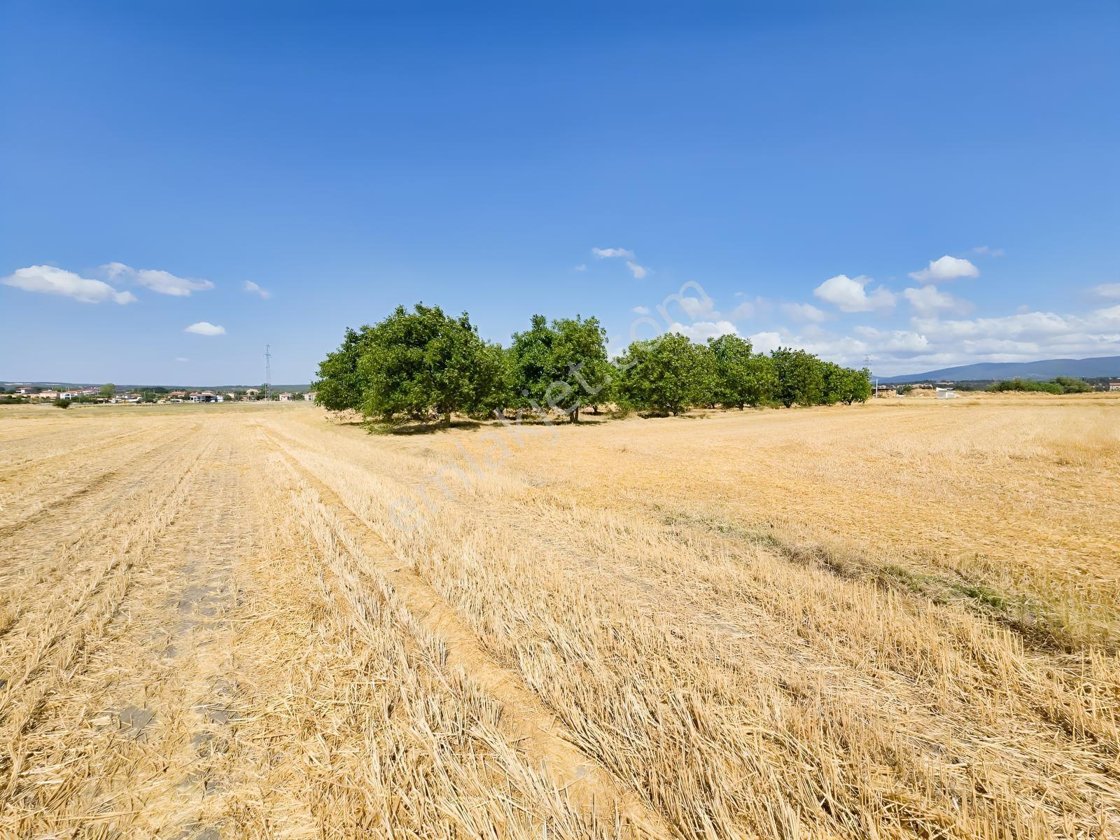 Pınarhisar İslambeyli Mevkinde Yola Cephe Satılık 3.921m2 Tarla — fotoğraf 4