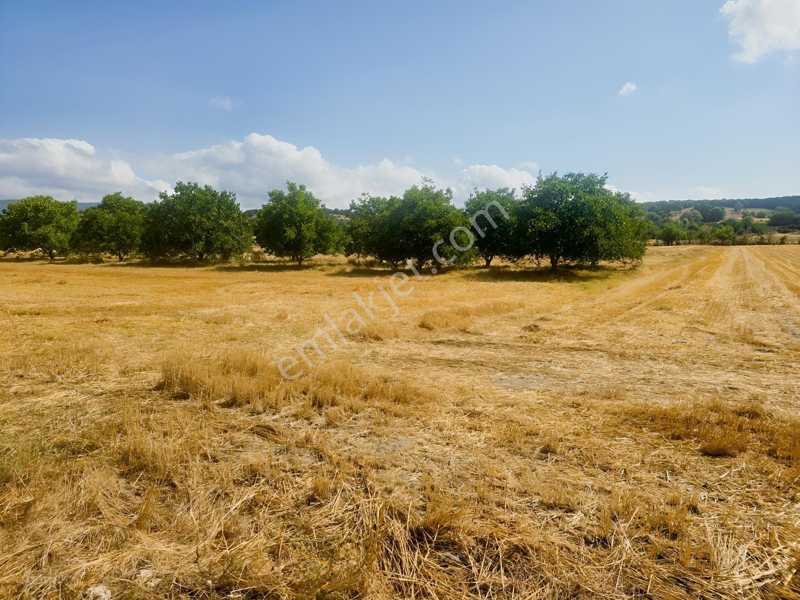 Pınarhisar İslambeyli Mevkinde Yola Cephe Satılık 3.921m2 Tarla — fotoğraf 6