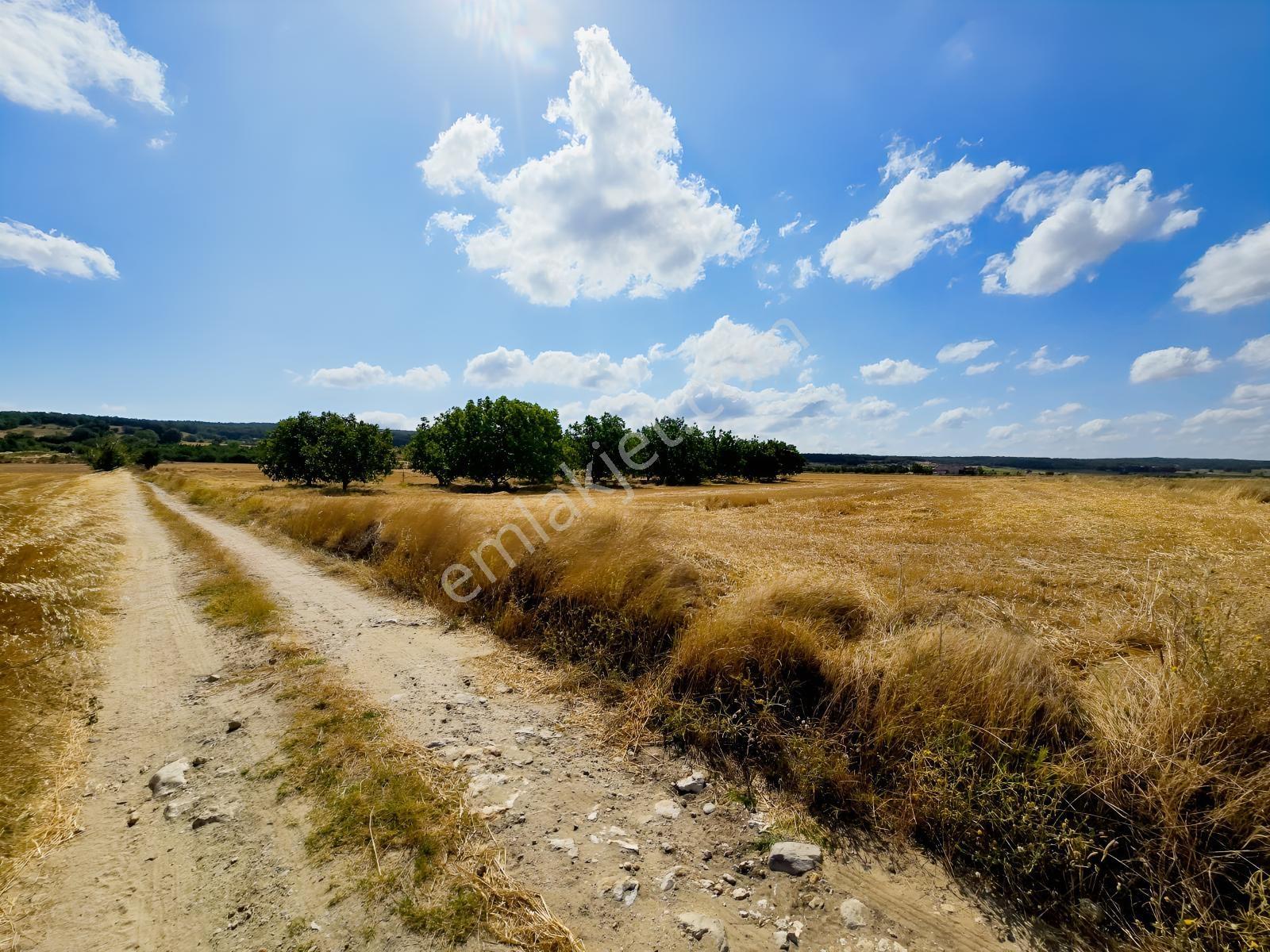 Pınarhisar İslambeyli Mevkinde Yola Cephe Satılık 3.921m2 Tarla — fotoğraf 14