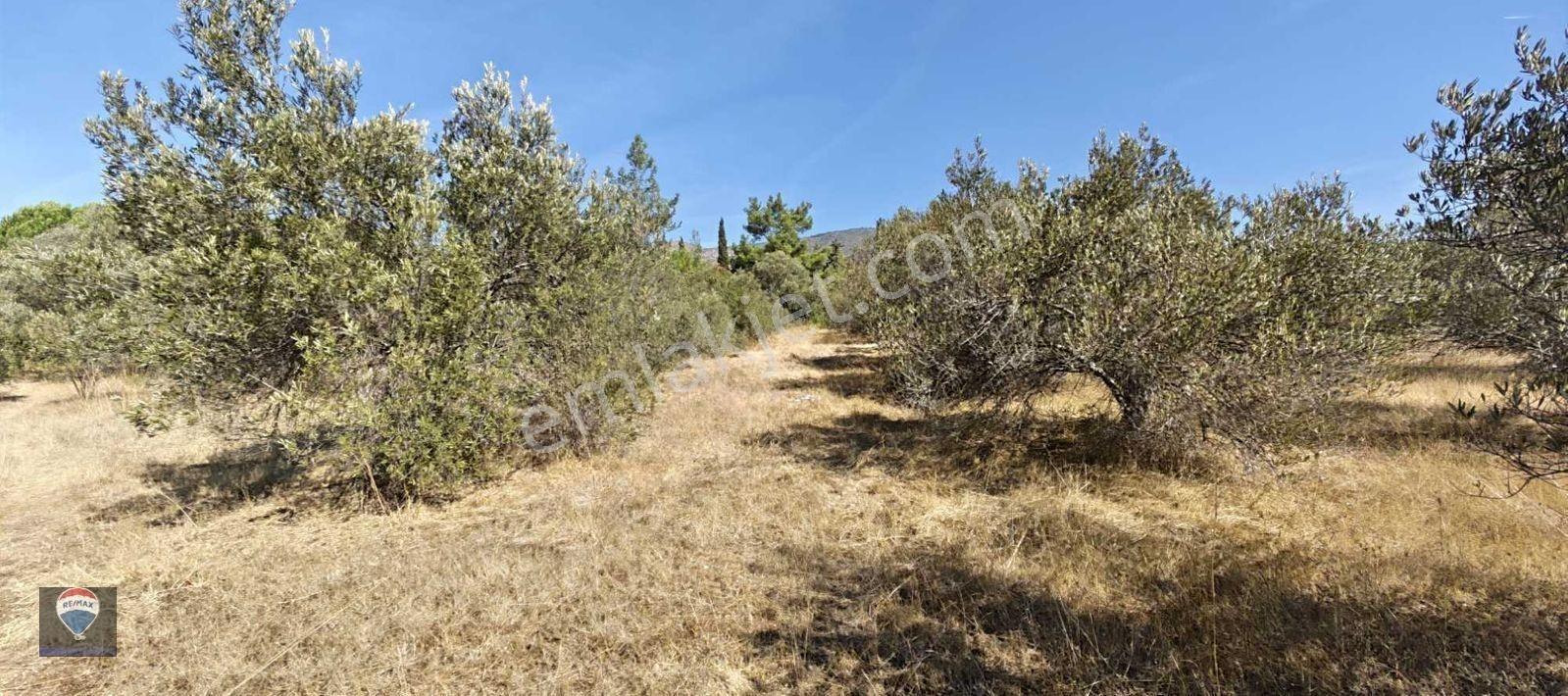 İzmir Gümüldür’de Denize 50 Metre Mesafede Satılık Termal Turizm İmarlı 6902 M2 Arsa — fotoğraf 28