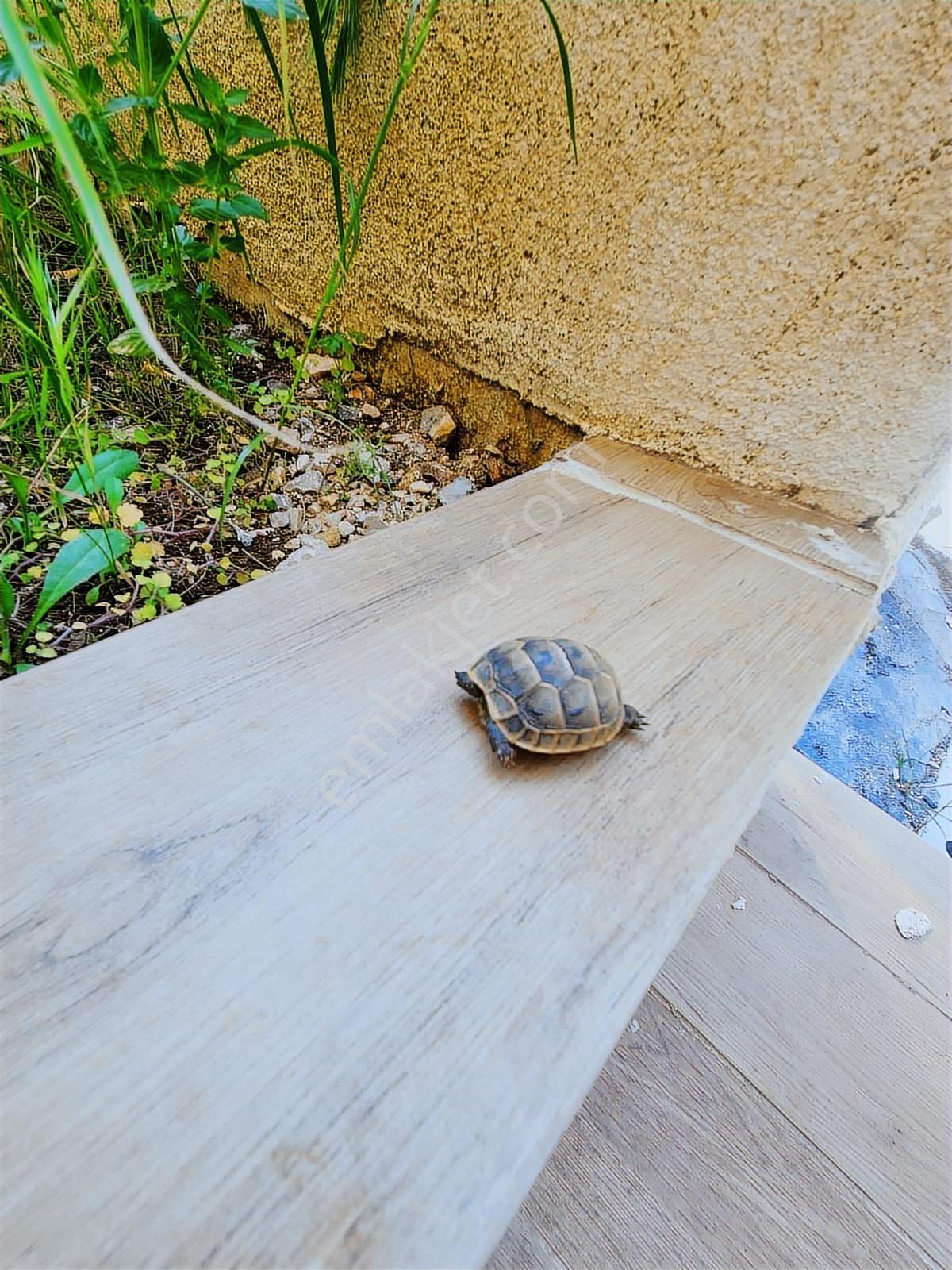 Bandırma Mavi Emlaktan Sunullah Mahallesinde 2+0 Satılık Daire — fotoğraf 4