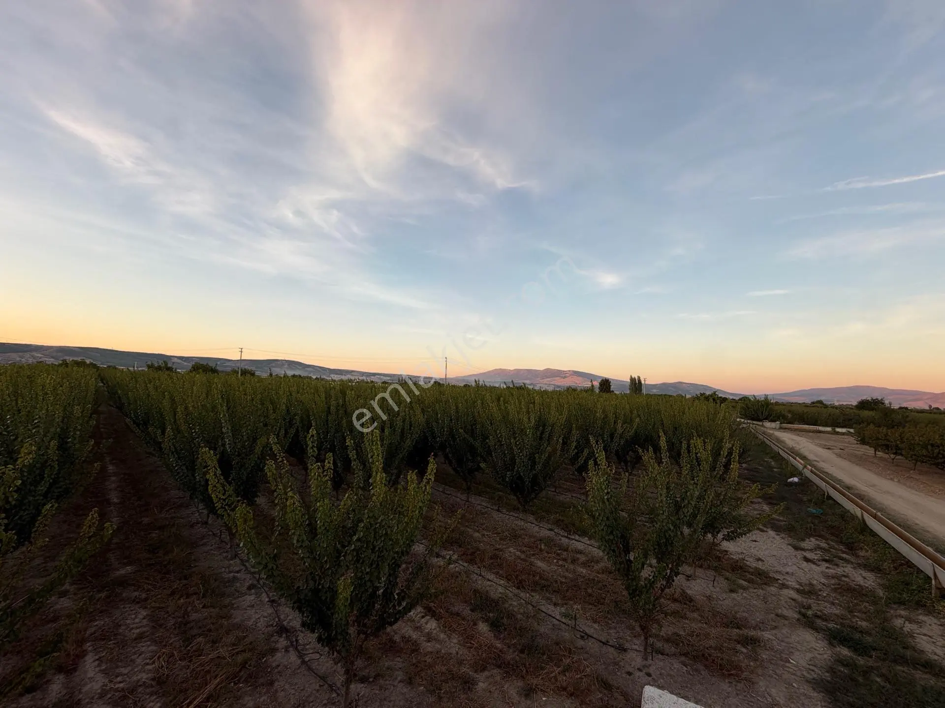Çivril'in İncisi Menteş Mahallesinde 13.900 M2 Hazır Verim Veren Satılık Kayısı Bahçesi...!!!!!!!!!! — fotoğraf 4