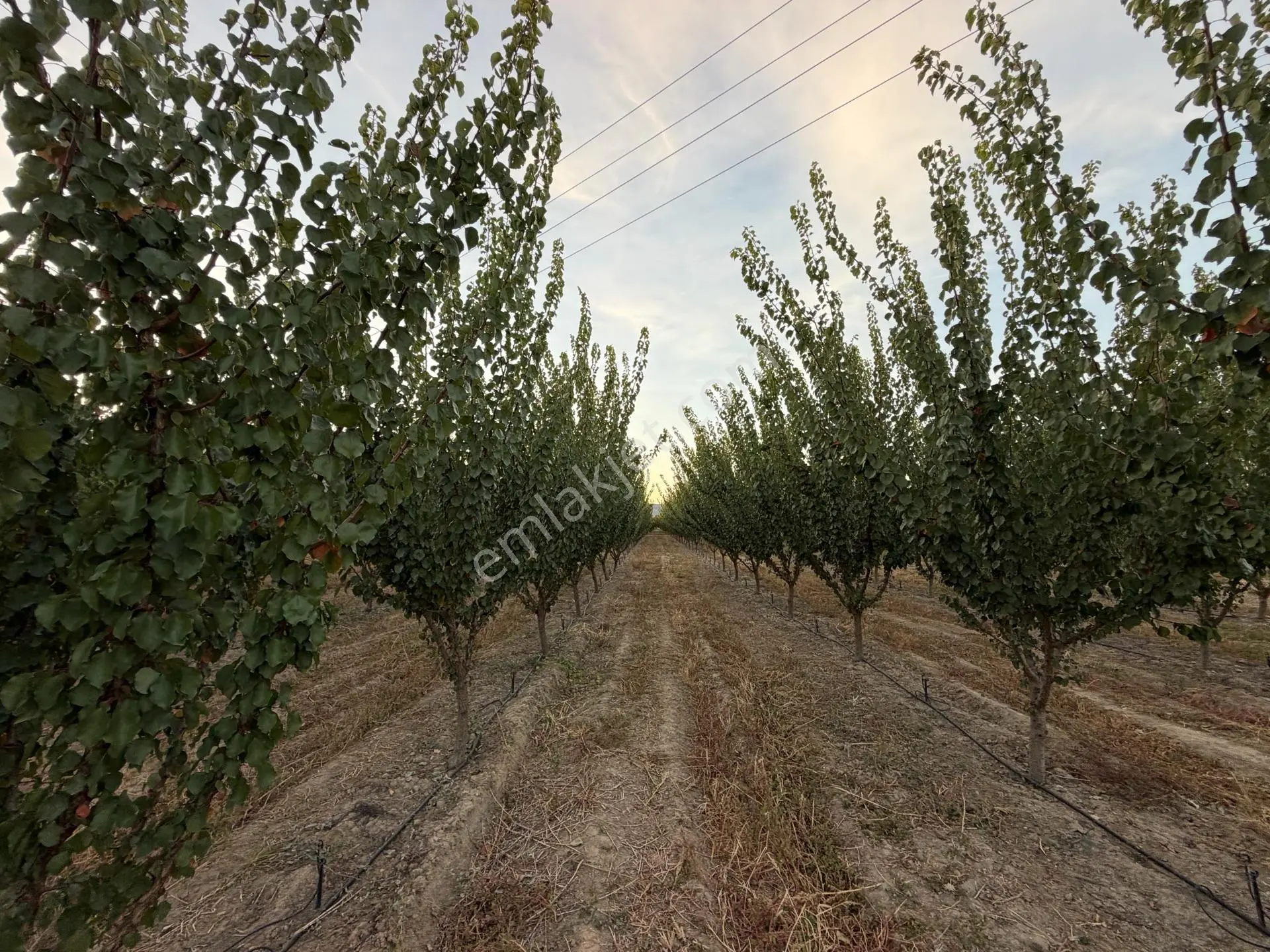 Çivril'in İncisi Menteş Mahallesinde 13.900 M2 Hazır Verim Veren Satılık Kayısı Bahçesi...!!!!!!!!!! — fotoğraf 6