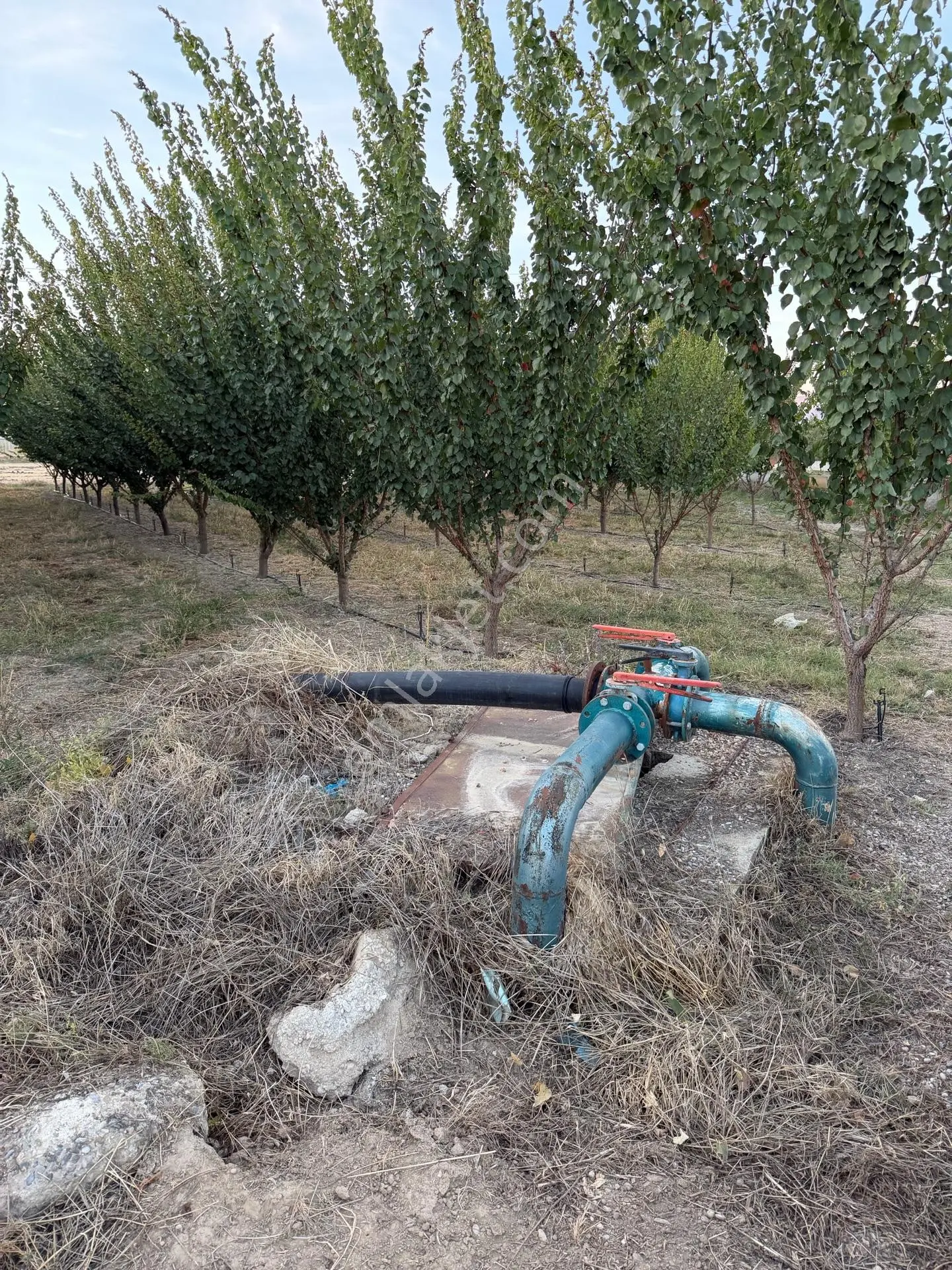 Çivril'in İncisi Menteş Mahallesinde 13.900 M2 Hazır Verim Veren Satılık Kayısı Bahçesi...!!!!!!!!!! — fotoğraf 11