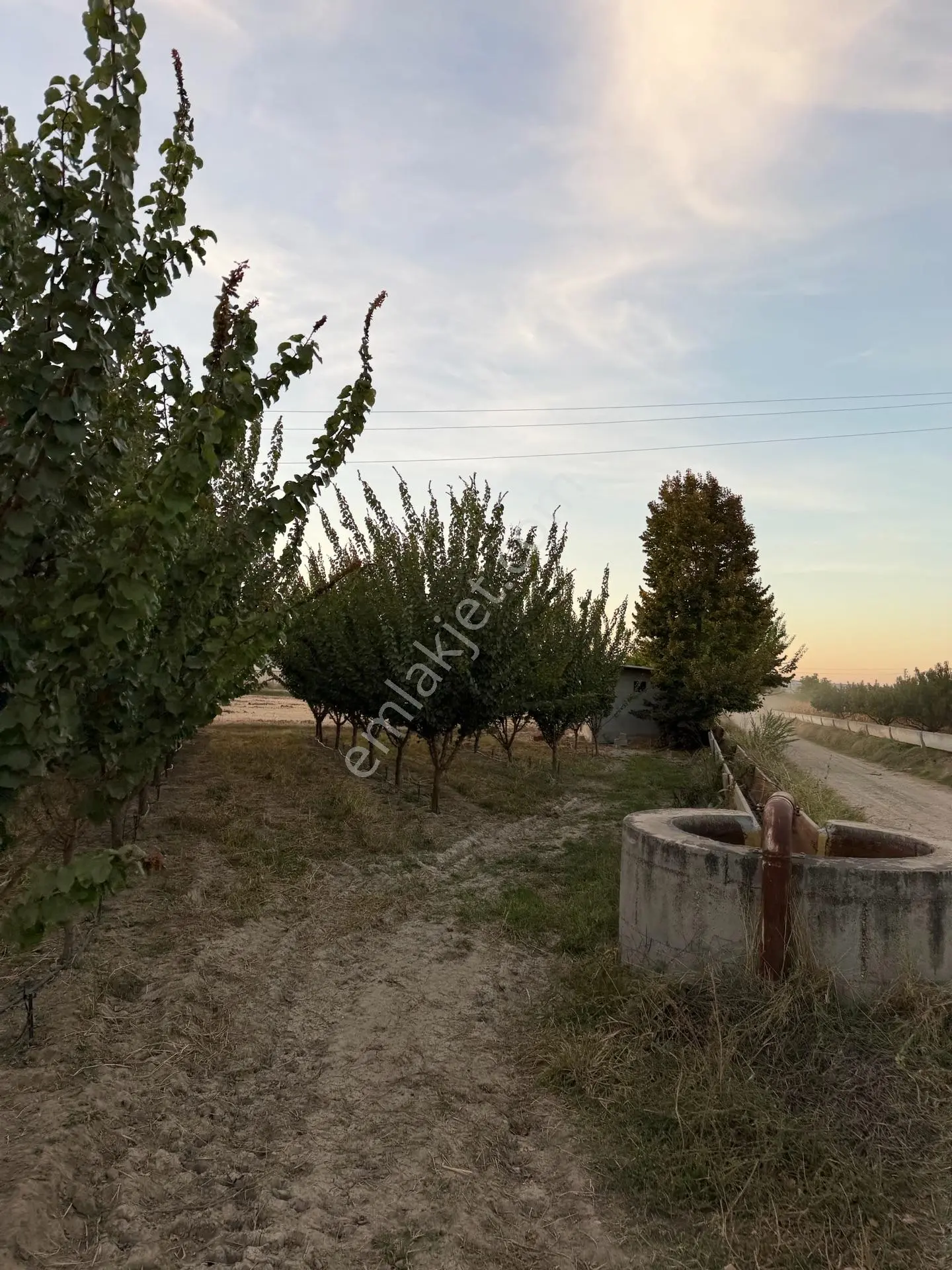 Çivril'in İncisi Menteş Mahallesinde 13.900 M2 Hazır Verim Veren Satılık Kayısı Bahçesi...!!!!!!!!!! — fotoğraf 12