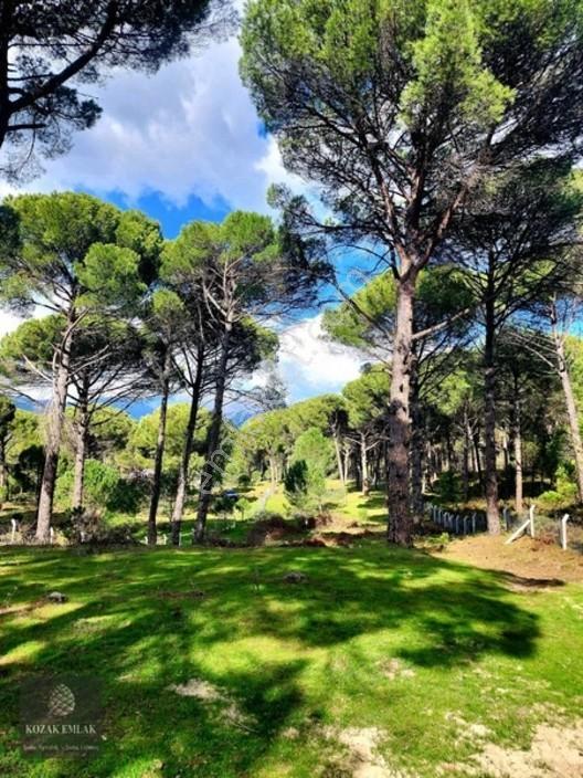 Bergama Kozak Göbeller Bahçe Satılık — fotoğraf 20