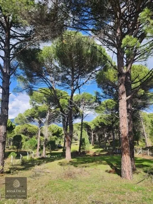 Bergama Kozak Göbeller Bahçe Satılık — fotoğraf 21