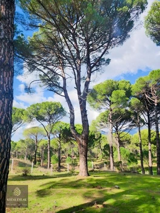 Bergama Kozak Göbeller Bahçe Satılık — fotoğraf 22