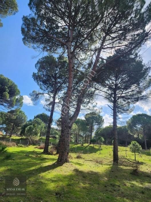 Bergama Kozak Göbeller Bahçe Satılık — fotoğraf 24