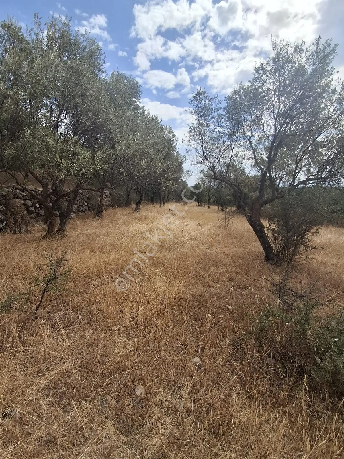 Uzun Emlaktan Karakılınçlıda 17.200 M2 Tarla Yolu Var — fotoğraf 5