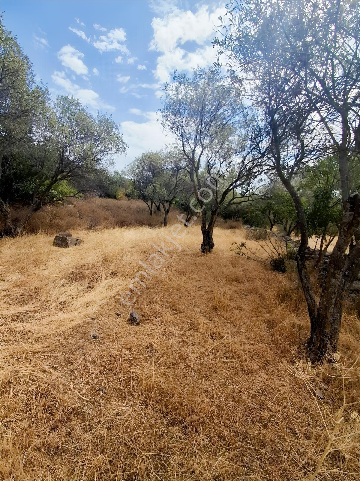 Uzun Emlaktan Karakılınçlıda 17.200 M2 Tarla Yolu Var — fotoğraf 8