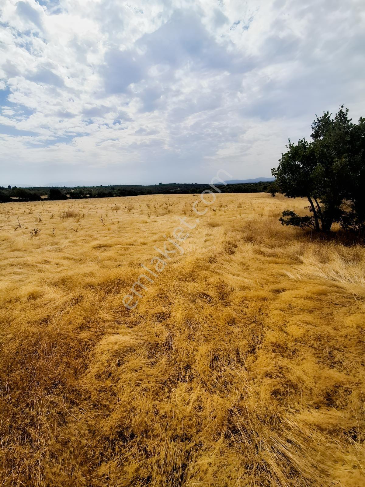 Uzun Emlaktan Karakılınçlıda 17.200 M2 Tarla Yolu Var — fotoğraf 9
