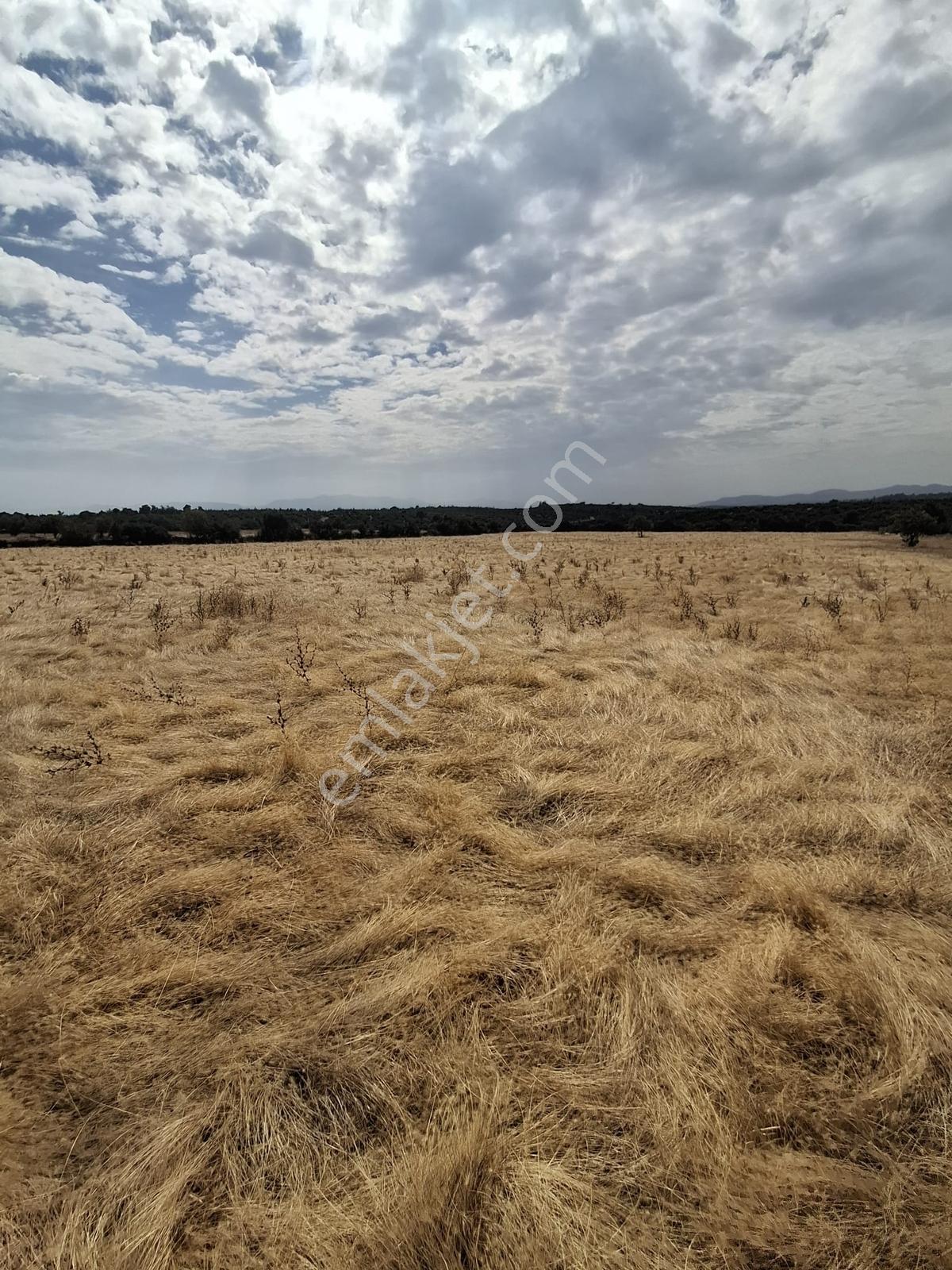 Uzun Emlaktan Karakılınçlıda 17.200 M2 Tarla Yolu Var — fotoğraf 10