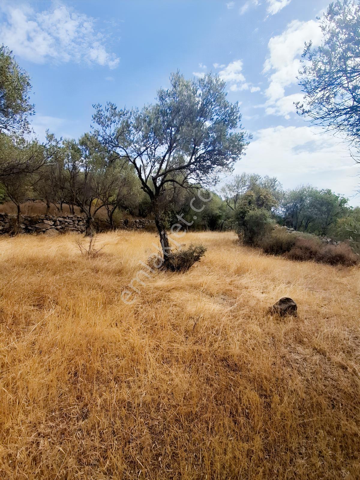 Uzun Emlaktan Karakılınçlıda 17.200 M2 Tarla Yolu Var — fotoğraf 13