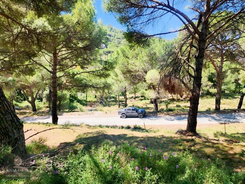 Balıkesir Burhaniye Hacıbozlar Fıstık Çamlığı Satılık