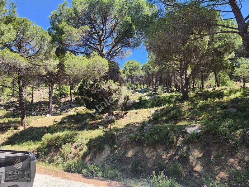 Balıkesir Burhaniye Hacıbozlar Fıstık Çamlığı Satılık — fotoğraf 2