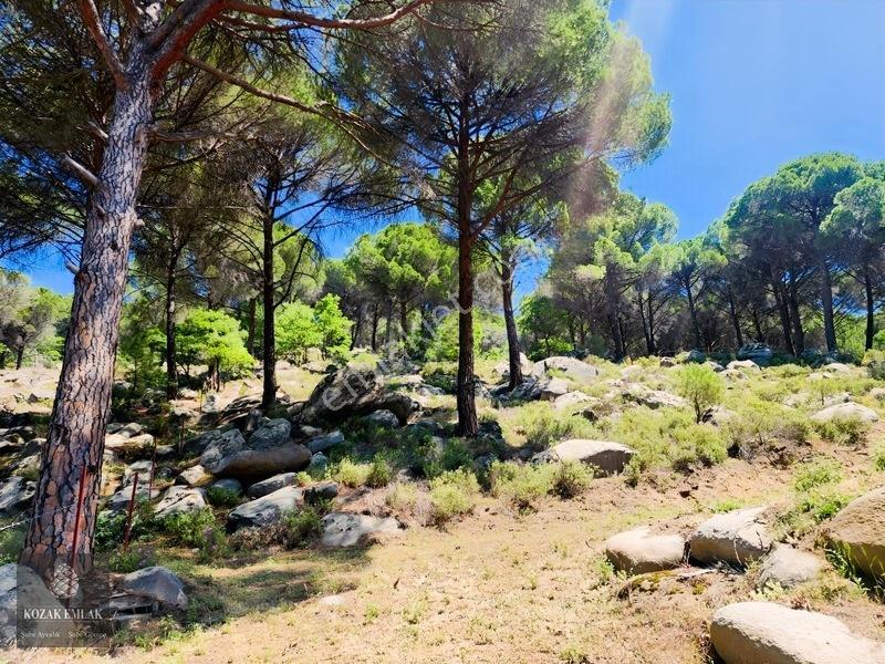 Balıkesir Burhaniye Hacıbozlar Fıstık Çamlığı Satılık — fotoğraf 6
