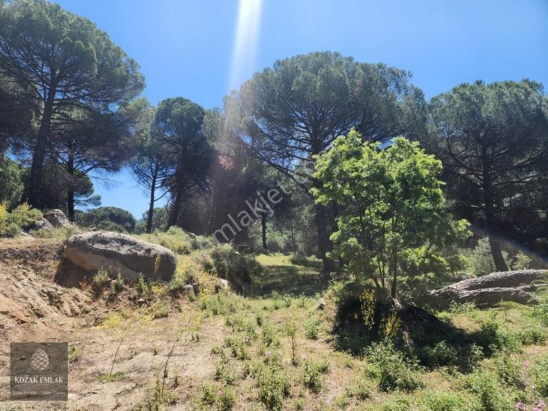 Balıkesir Burhaniye Hacıbozlar Fıstık Çamlığı Satılık — fotoğraf 8