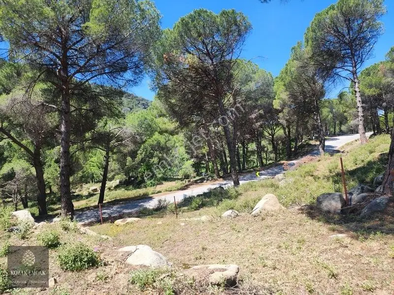 Balıkesir Burhaniye Hacıbozlar Fıstık Çamlığı Satılık — fotoğraf 9